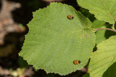 Close-up of ladybug on leaf