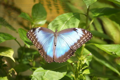 Close-up of butterfly perching on plant