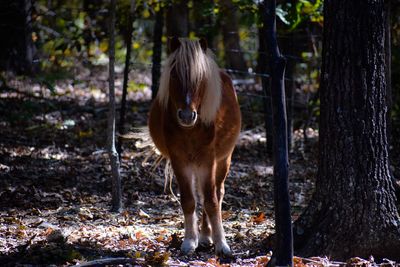 Horse standing in a forest