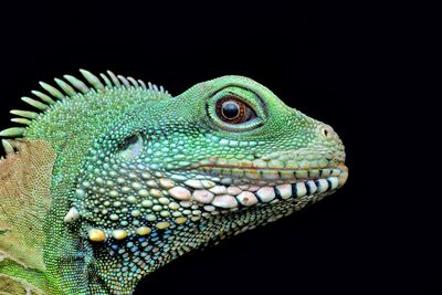 Close-up of lizard on black background