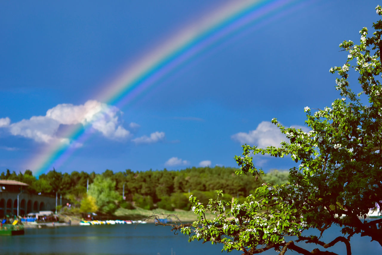 SCENIC VIEW OF RAINBOW OVER TREES AND PLANTS AGAINST SKY