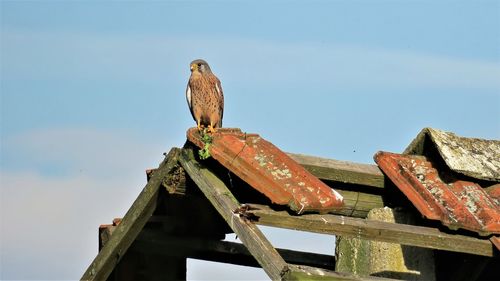 Low angle view of bird perching on roof against sky