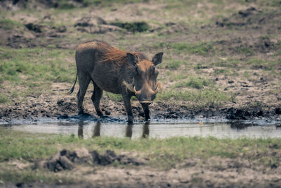 Side view of pig drinking water