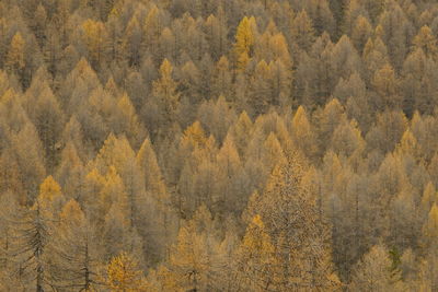 Pine trees in forest during autumn