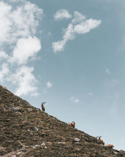 Low angle view of alpine ibex on mountain against sky