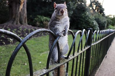 Portrait of a cat sitting on railing