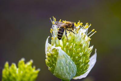 Close-up of insect on flower