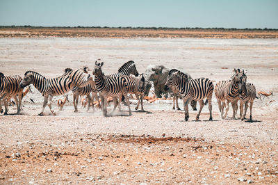 Flock of zebras