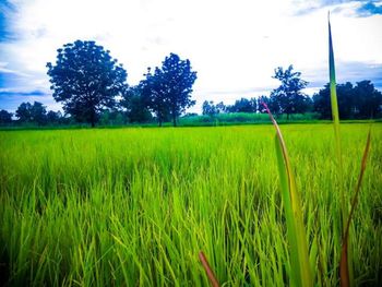 Scenic view of field against sky