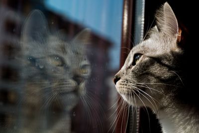 Close-up of cat looking away