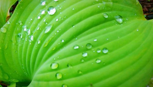 Full frame shot of water drops on leaves