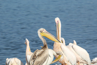 pelican