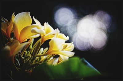 Close-up of yellow flower