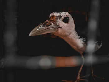 Close-up of a bird looking away