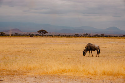 Horse grazing on field against sky