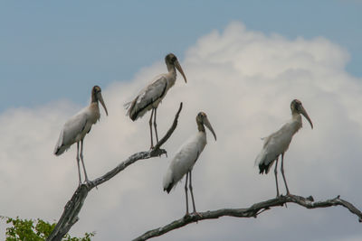 Low angle view of birds perching on branch against sky