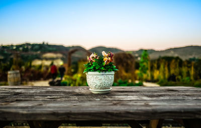 Close-up of fresh flower pot on table against clear sky