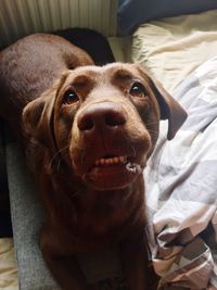 Close-up portrait of dog at home