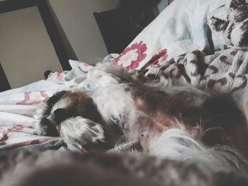 Close-up of dog resting on bed