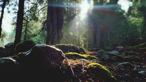 Sun shining through trees in forest