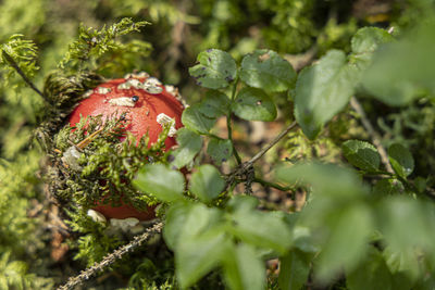 Hidden mushroom