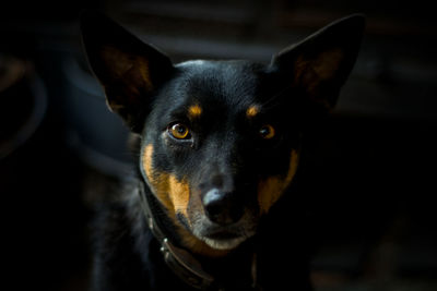 Close-up portrait of a dog