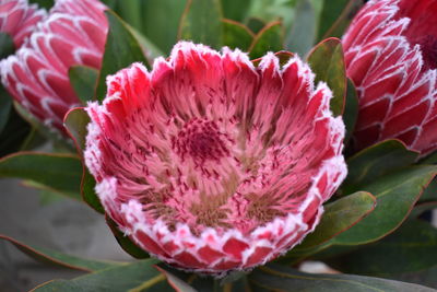 Close-up of pink rose flower