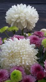 Close-up of pink flowers