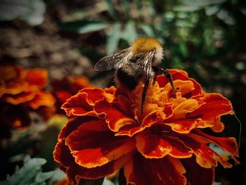 Close-up of bee pollinating on flower