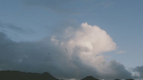 Low angle view of bird flying in sky