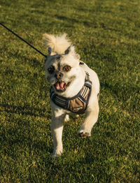 Portrait of dog standing on field