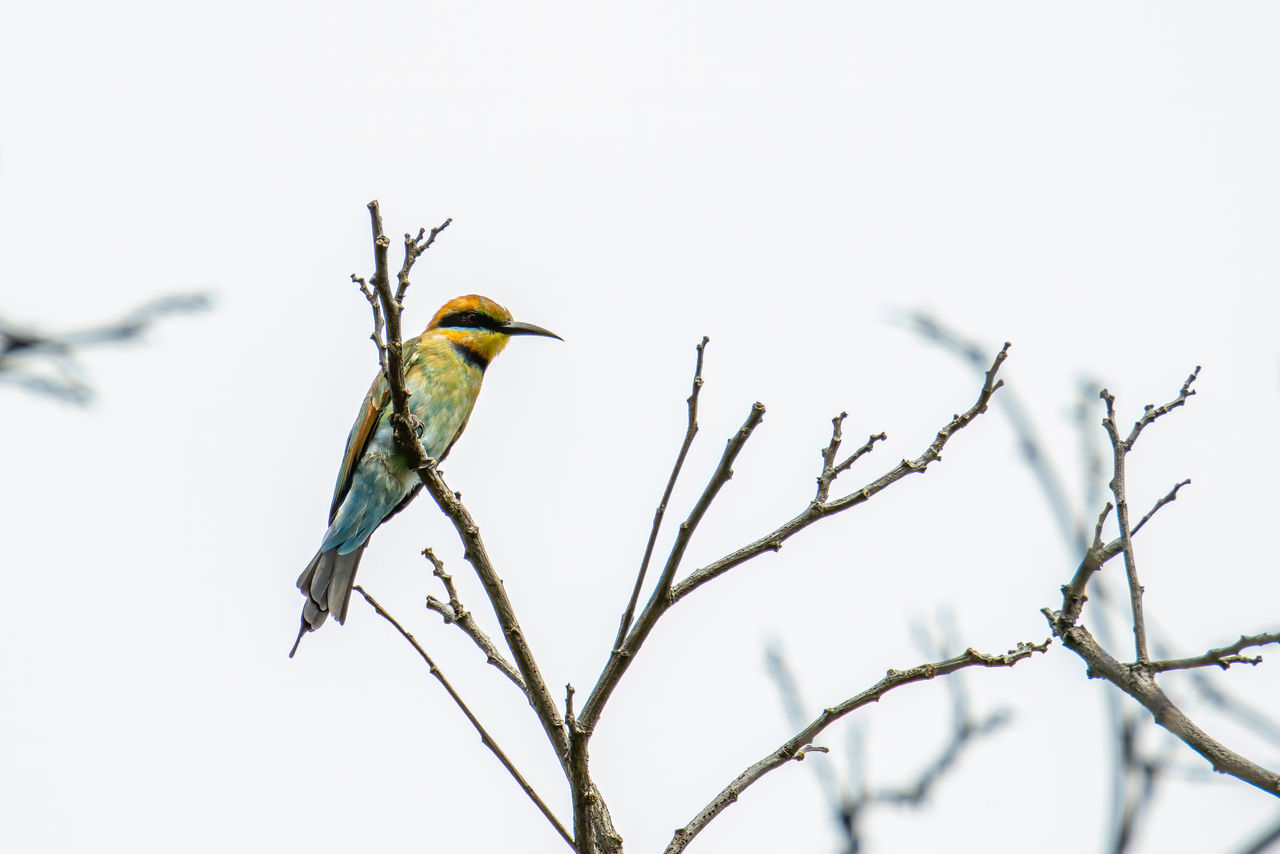 Rainbow bee eater