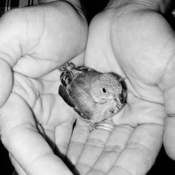 Close-up of hand holding bird