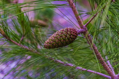 Close-up of plant