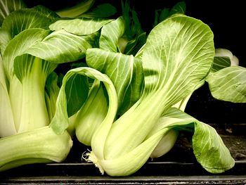 Close-up of fresh green leaves. of baby bok choy 