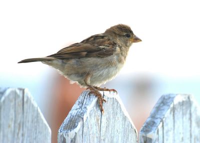 Close-up of bird perching on branch