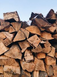 Stack of logs in forest