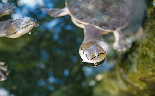 High angle view of turtle swimming in pond