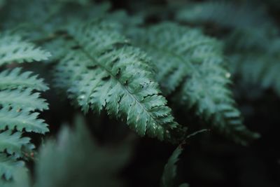 Close-up of pine tree leaves