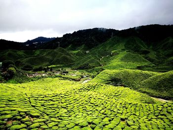 Scenic view of green landscape against sky