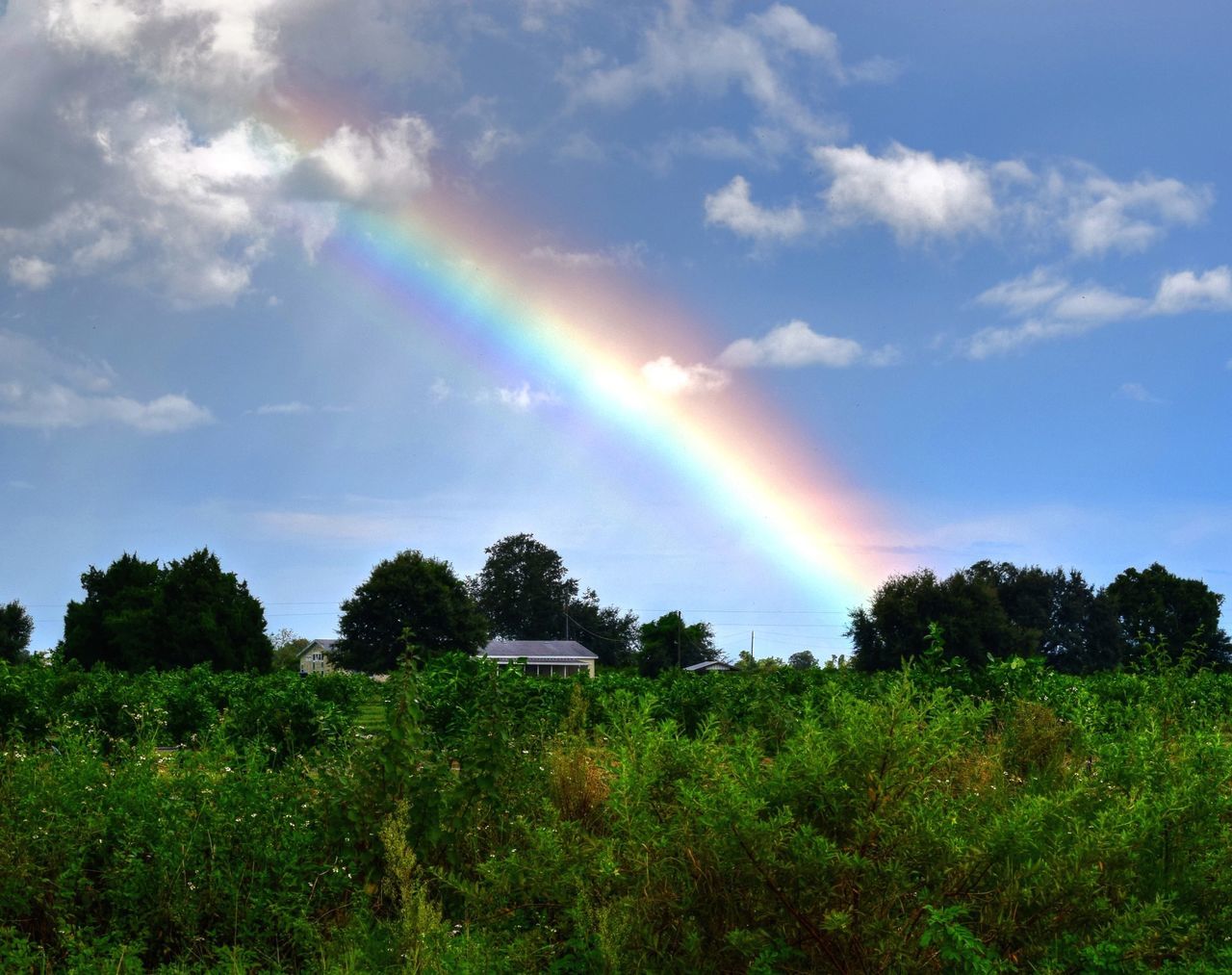 rainbow, sky, tree, beauty in nature, scenics, multi colored, cloud - sky, tranquil scene, tranquility, landscape, nature, grass, green color, field, idyllic, cloudy, cloud, sunbeam, growth, outdoors