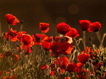 Close-up of red poppy flowers on field