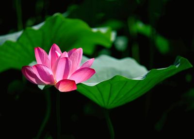Close-up of pink lotus water lily