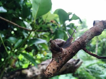 Close-up of lizard on branch