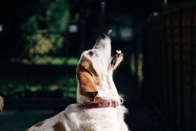 Close-up of dog