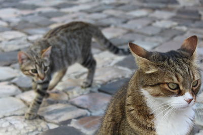 Close-up of a cat looking away