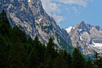 Pine trees in forest against sky