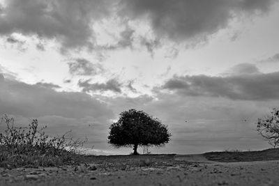 Trees on field against sky