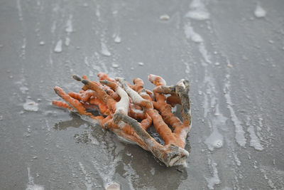 High angle view of crab on wet shore