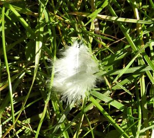 Close-up of white feather on field